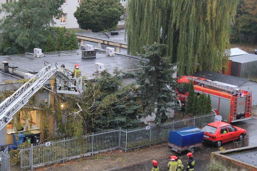 Drzewo w Poznaniu spadło m.in. na społeczną szkołę...