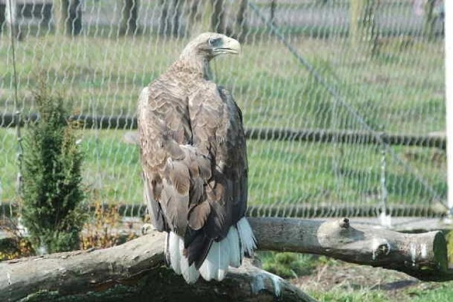 Bielikiem w Śląskim Ogrodzie Zoologicznym opiekuje się miasto Żory