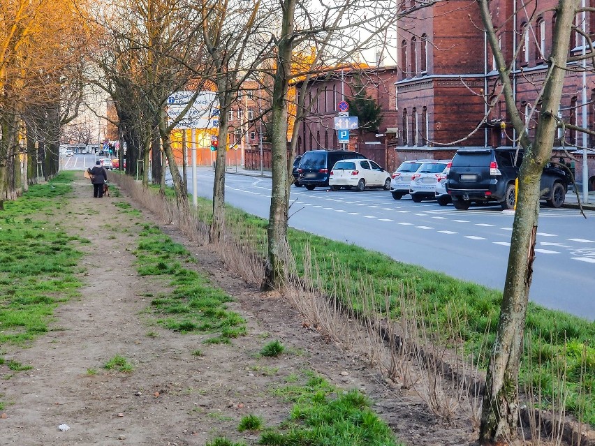 W Śródmieściu Szczecina posadzono kasztanowce i mnóstwo krzewów
