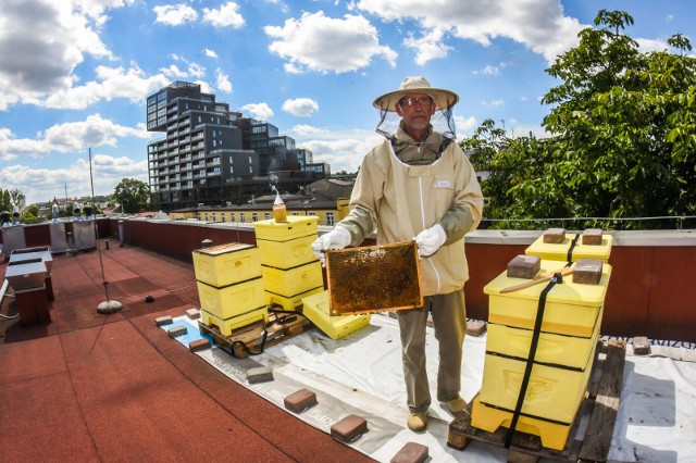 Pszczoły w ulach Wyższej Szkoły Gospodarki już się obudziły. Ich pracę możemy na żywo podziwiać na portalu Youtube.- Na dachu budynku WSG zamontowaliśmy kamery, które na żywo transmitują życie naszych pszczół - mówi Paweł Pochylski z biura informacji i promocji szkoły. 
