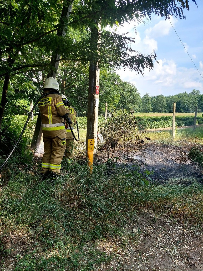 Pożar ściółki leśnej w Gościeńczycach pod Grójcem. Na miejscu działali strażacy