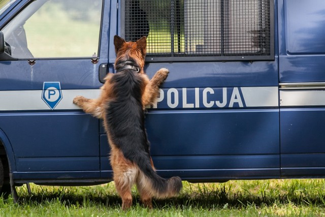 Policyjni przewodnicy psów służbowych nie tylko patrolują wyznaczone rejony służbowe, ale także cały czas szkolą się i podnoszą swoje kompetencje w zakresie pracy z psem, który również pilnie się uczy