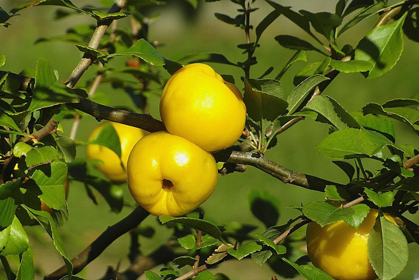 Owoce pigwowców są nieduże, często dość niekształtne. Ale...