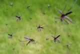 Po co są komary? Choć dla ludzi zmora, w przyrodzie są potrzebne. Sezon trwa, owady potrafią być uciążliwe