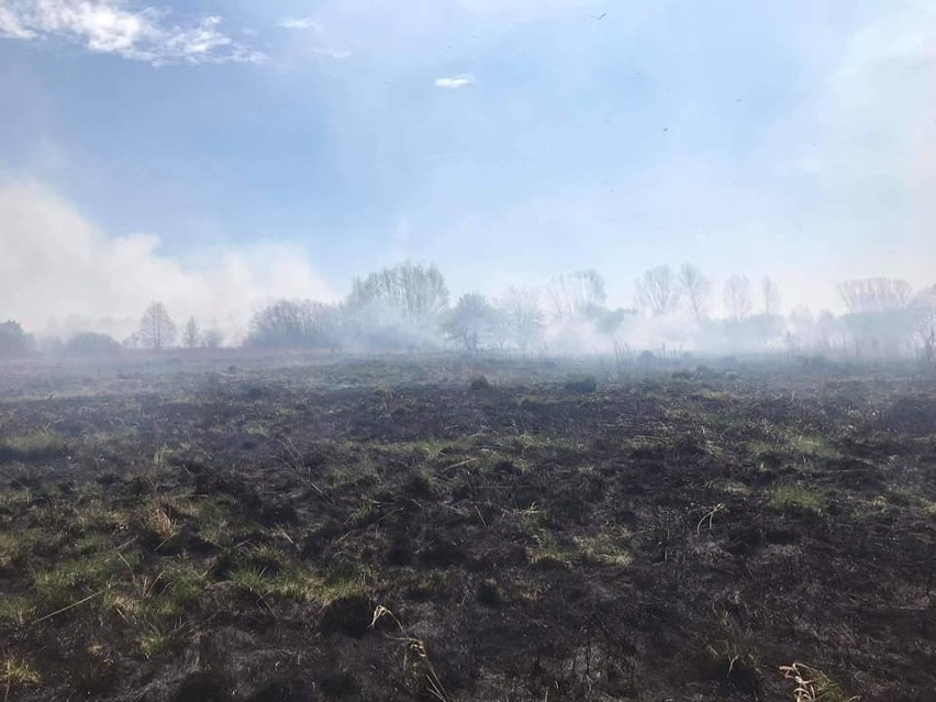 Gmina Borkowice. W pożarze traw i nieużytków w Ruszkowicach spalily się ptasie gniazda z jajkami! 