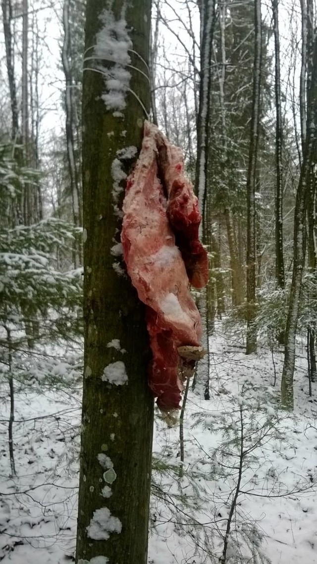 Kłusownik skazany. Sukces strażników leśnych z Nadleśnictwa Czarna Białostocka