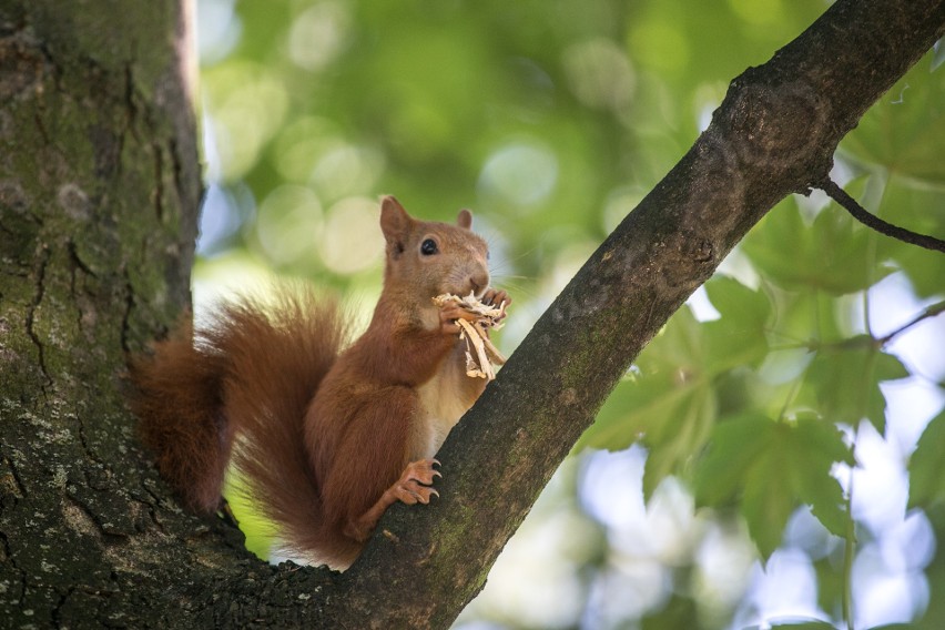 Kraków. Park Lotników tętni życiem. Zobacz najmniejszych mieszkańców tego terenu! [ZDJĘCIA]