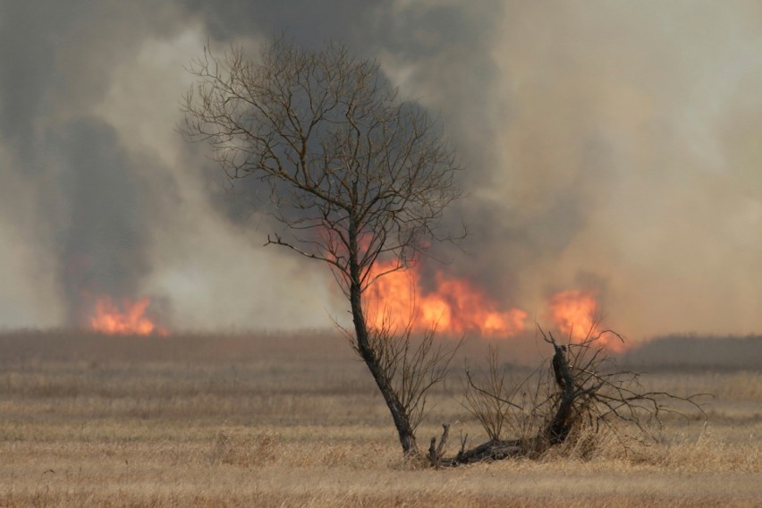 Biebrzański Park Narodowy. Trwa liczenie strat po pożarze. Rząd zapowiada zaostrzenie kar za nielegalne wypalanie traw (zdjęcia)