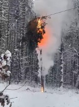 Włos od tragedii na Śląsku. Drzewo rozbłysło białym płomieniem! Zobacz to WIDEO! Co tam się wydarzyło?