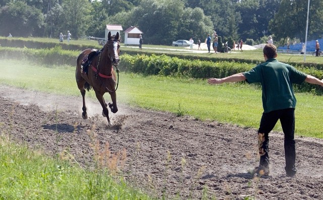 Koń uciekł z toru wyścigowego na Partynicach, zdjęcie ilustracyjne