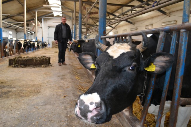 Zbigniew Piwek ma 26 krów mlecznych (siedem lat temu były to 22 krowy) i na razie nie zamierza zwiększać produkcji mleka.