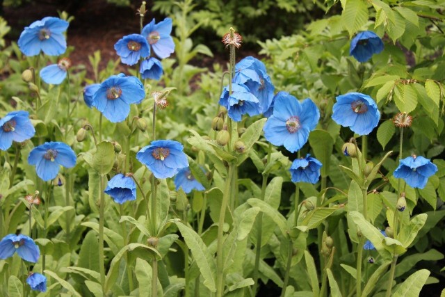 Kilka gatunków maków himalajskich - mekonopsów - wyróżnia się niezwykłym, błękitnym kolorem kwiatów.