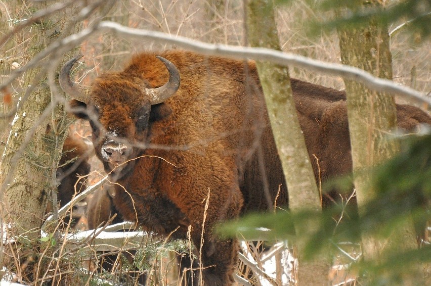 Przystanek Bieszczady Kazimierza Nóżki i Marcina Sceliny. Zima baligrodzkich żubrów