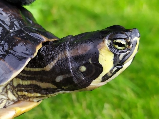 Żółw ozdobny (żółtobrzuchy)