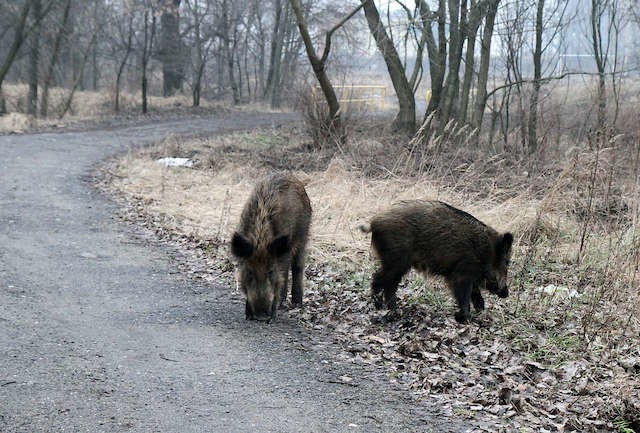 Problem z Dzikami dotyczy głównie osiedli w otoczeniu lasów. W ubiegłym roku odłowiono w mieście 60 sztuk.