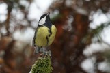Jakie gatunki ptaków można zobaczyć zimą w karmniku?