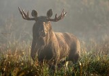 Wszechnica Biebrzańska. W tegorocznej edycji nie zabraknie tematu zmian klimatycznych (ZDJĘCIA)