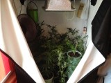 Mężczyzna uprawiał marihuanę w namiocie w mieszkaniu [ZDJĘCIE]