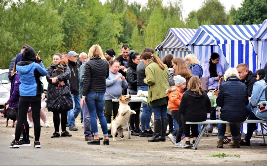 Dzień otwarty Schroniska u Machowiaków w Tarnobrzegu: Psia radość, odwiedzający nie zawiedli [ZDJĘCIA]