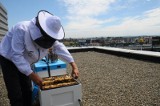Zgnilec amerykański pszczół w powiecie pszczyńskim. Setki tysięcy pszczół do wybicia? Czy zgnilec zagraża też ludziom? 