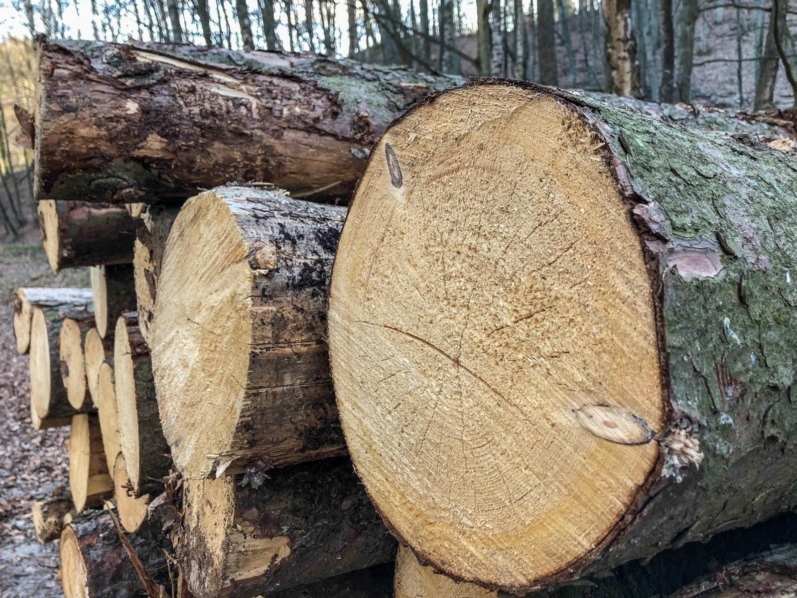 Nie można kupić drewna opałowego. "Ludzie przestawili się na drewno przez  wysokie ceny oleju i robią wielkie zapasy" | Gazeta Pomorska