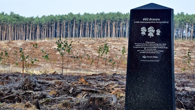 Pracownicy Poczty Polskiej w Bydgoszczy posadzili 462 drzewa. Liczba ta nawiązuje symbolicznie do 462 r. rocznicy powołania Poczty Polskiej przez Zygmunta II Augusta 18 października 1558 r. 