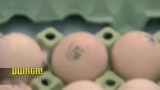 Uwaga! TVN: Nielegalny handel zepsutymi jajkami. Trafiają na nasze stoły