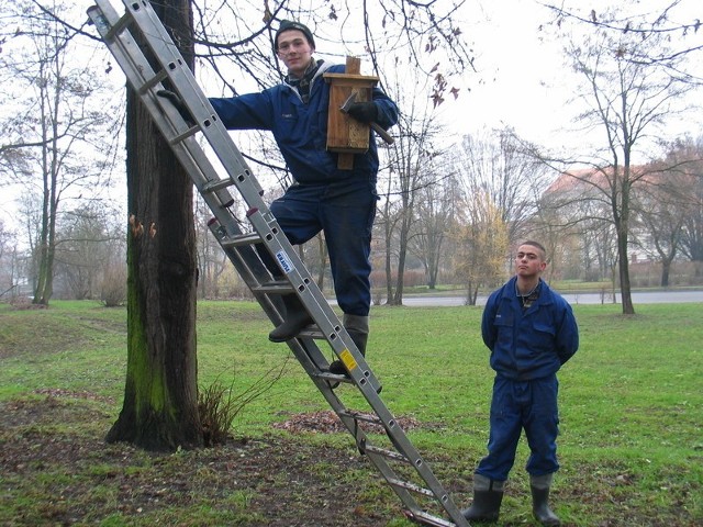W Parku Leśnym przy ul. Budowlanych spotkaliśmy Damiana Izernika i Kamila Majkowskiego jak pod opieką nauczyciela montują drewniane budki lęgowe.