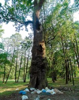 Petardą spalił 400-letni dąb - pomnik przyrody