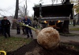 Wiemy, na jakich ulicach posadzą drzewa za najwyższą frekwencję w wyborach