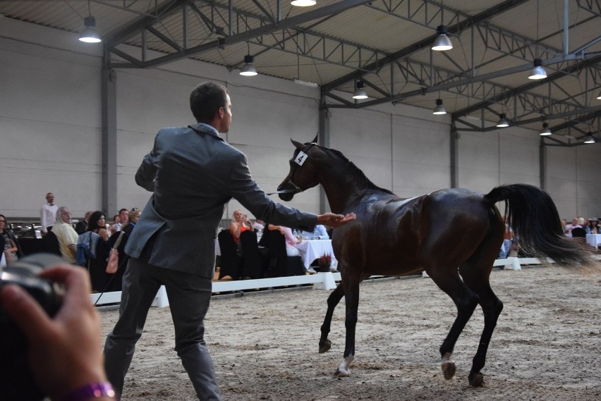 Widowiskowe święto koni arabskich w Michałowicach wróci za rok