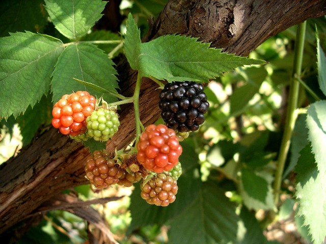 Owoce jeżynyOwoce jeżyn są bardzo smaczne. Zawierają witaminę C oraz A. A także potas, wapń i magnez.