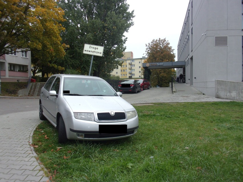 Dbajmy o przyrodę, ale z rozsądkiem. Drzewa nie zawsze potrzebują naszej pomocy