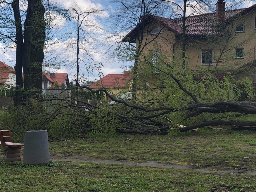 W parku na Miłocinie w Rzeszowie runęło duże drzewo [ZDJĘCIA]