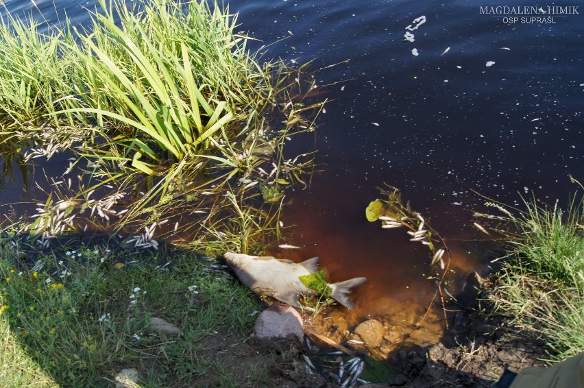 Zakaz kąpieli na plaży w Supraślu. Rzeką płyną śnięte ryby. Woda jest zanieczyszczona? [ZDJĘCIA]