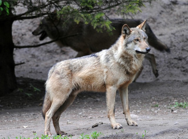 Wilki w styczniu były widziane w kilku miejscach Kujawsko-Pomorskiego