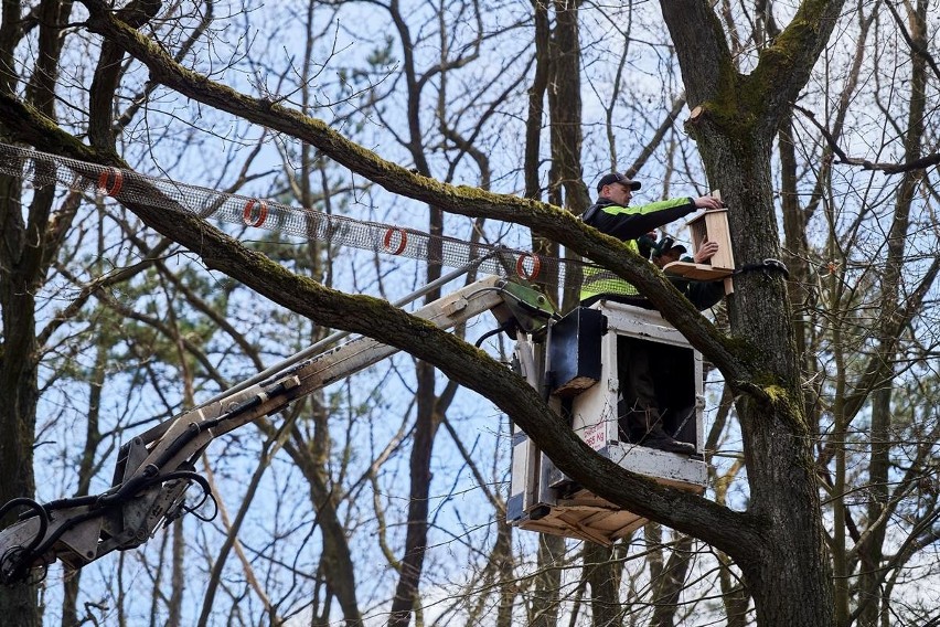 W lesie łagiewnickim w Łodzi zawisła siatkowa konstrukcja, przypuszczalnie pierwsza w Polsce