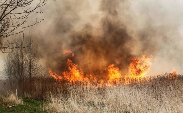 Strażacy ostrzegają: Nie ryzykuj z wypalaniem traw. Bardzo łatwo stracić nie tylko dorobek całego życia, ale i samo życie