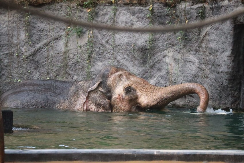 Trening medyczny u łódzkich słoni pozwala zbadać różne części ciała, przeprowadzić drobne zabiegi, pobrać krew  