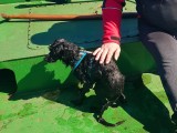 Pies wpadł do kanału portowego. Na pomoc ruszyli ratownicy