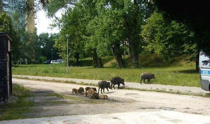 Stado dzików wybrało się na spacer po Karłowicach (ZOBACZ FILM I ZDJĘCIA)