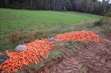 Dziki niszczą prywatne pola - rolnik z gminy Sierakowice walczy z kołem łowieckim i wymiarem sprawiedliwości