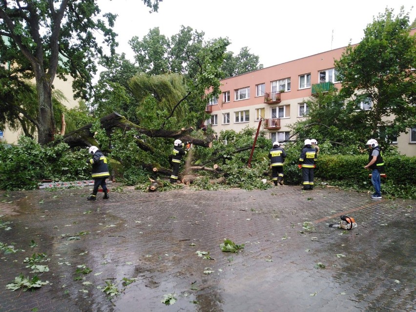 Drzewo powalone na jednym z osiedli w Hajnówce.