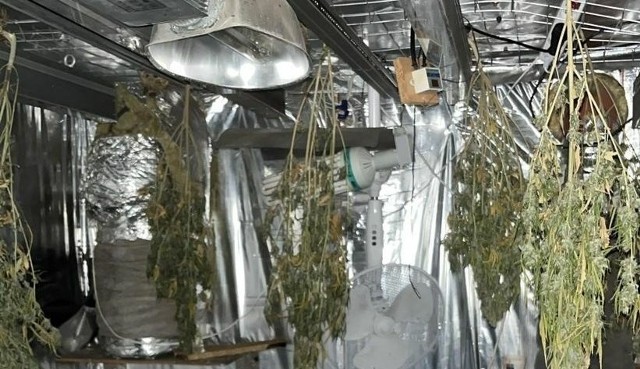 Policjanci znaleźli na strychu uprawę marihuany.