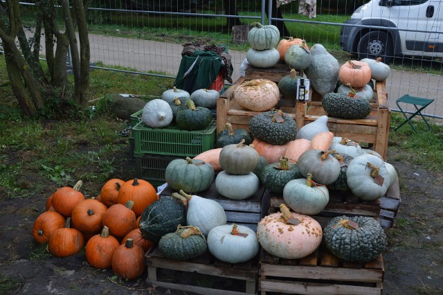 Dary Ziemi 2018. Piknik rodzinny w gdyńskim Parku Kolibki