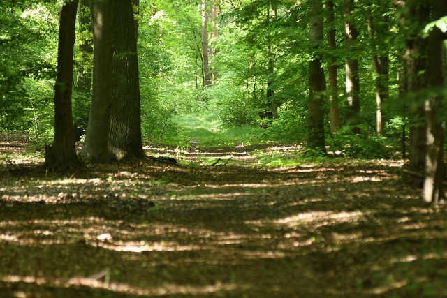 Na terenie Nadleśnictwa Bogdaniec ktoś rozstawia niebezpieczne kolczatki.