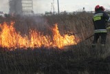 Strażacy walczą z wypalaniem traw, nie pomagają apele [zdjęcia]. Grożą grzywna lub areszt! Na rolników ARiMR też może nałożyć kary