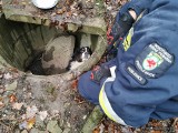 Pies spędził siedem dni uwięziony w studzience! Znaleźli go mieszkańcy Szczecina