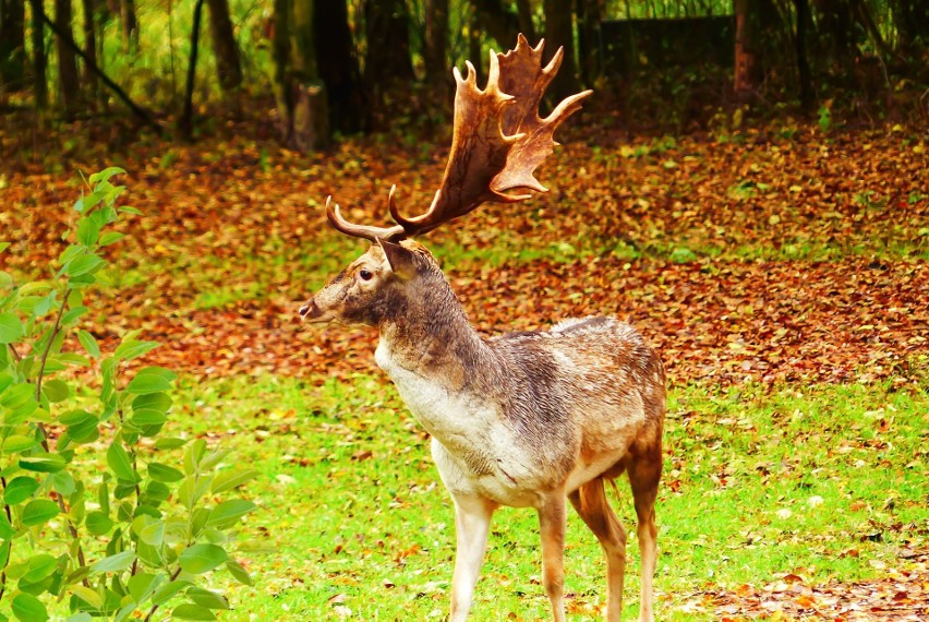 Na jakie zwierzęta polują myśliwi w wielkopolskich lasach?...