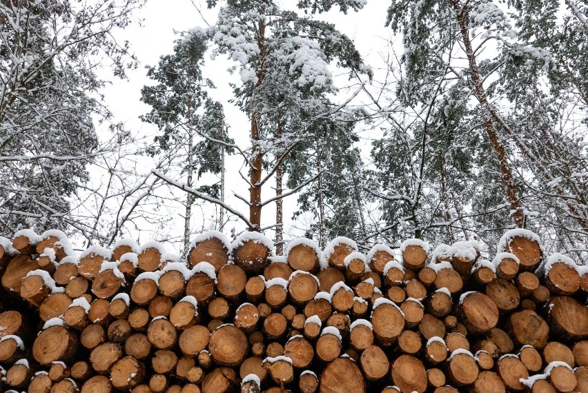 Pracownicy lasów przyznają, że wyjście do lasu to forma...